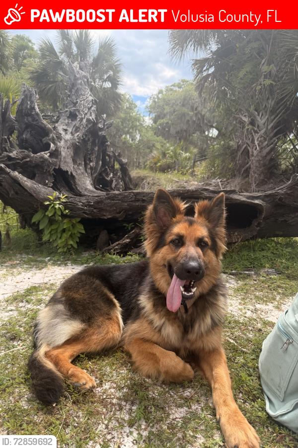 Lost Female Dog last seen Cypress Isle Road , Volusia County, FL 32764