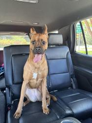 Found/Stray Female Dog last seen East Oakland park and Bayview , Fort Lauderdale, FL 33305