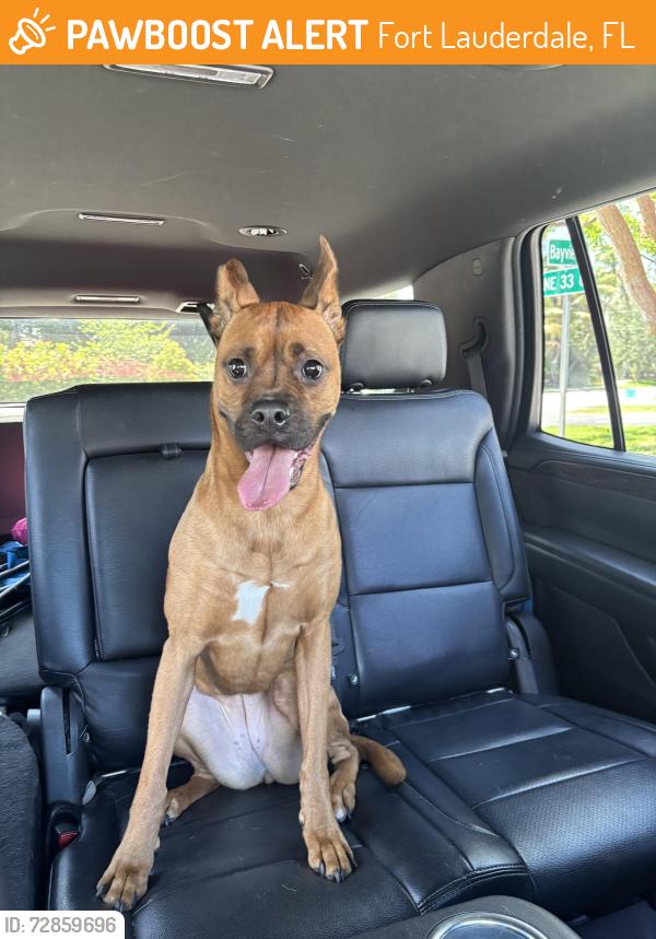Found/Stray Female Dog last seen East Oakland park and Bayview , Fort Lauderdale, FL 33305