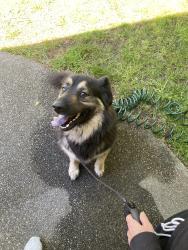 Found/Stray Unknown Dog last seen Robinson and Whitewood dr, Carmichael, CA 95609
