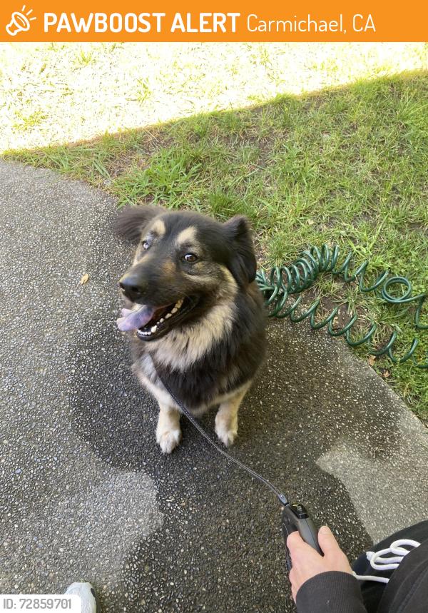 Found/Stray Unknown Dog last seen Robinson and Whitewood dr, Carmichael, CA 95609