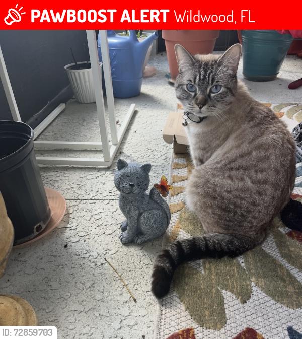 Lost Female Cat last seen 466A, Wildwood, FL 34785