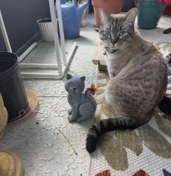 Lost Female Cat last seen 466A, Wildwood, FL 34785