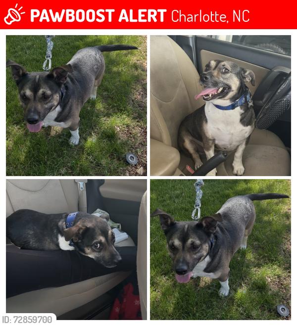 Lost Male Dog last seen Ponderosa pine LM y Harrisburg rd 28215 Charlotte NC, Charlotte, NC 28215