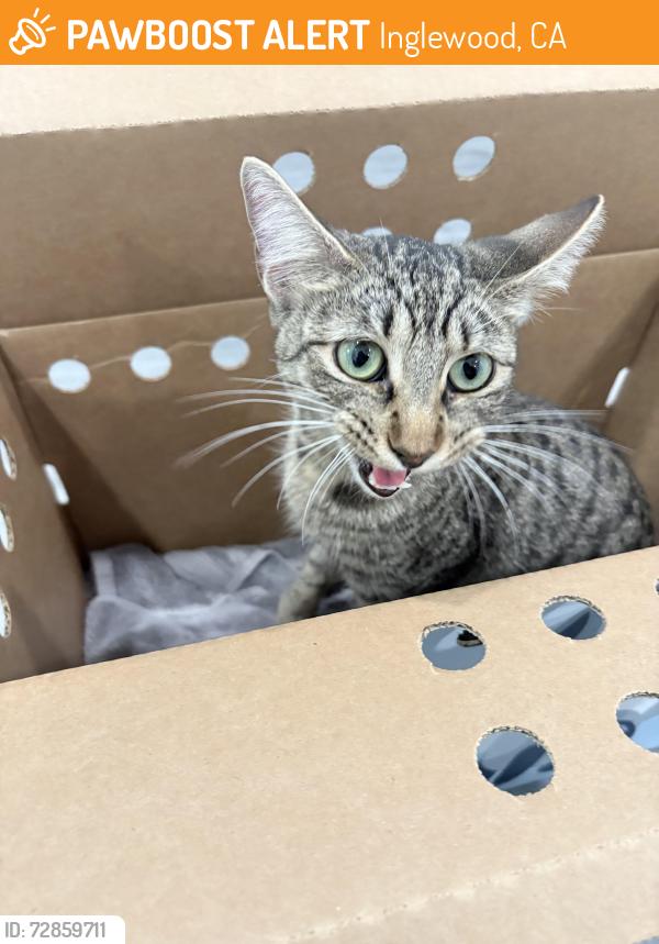 Found/Stray Unknown Cat last seen Inglewood and 111th St, Inglewood, CA 90304