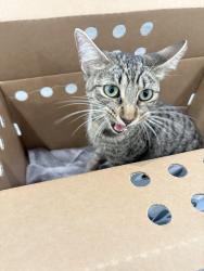 Found/Stray Unknown Cat last seen Inglewood and 111th St, Inglewood, CA 90304