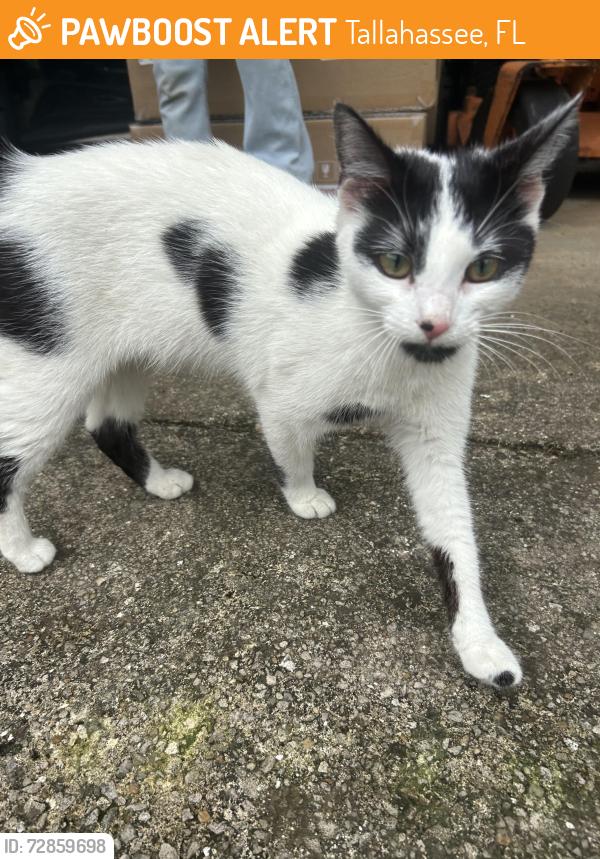 Found/Stray Female Cat last seen Mahan Dr & Edenfield Rd, Tallahassee, FL 32308