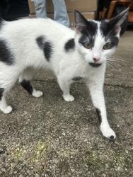 Found/Stray Female Cat last seen Mahan Dr & Edenfield Rd, Tallahassee, FL 32308