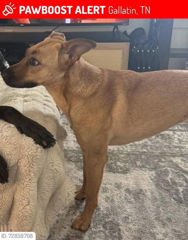 Lost Female Dog last seen Near Kroger Marketplace on Cages Bend Rd. Possibly made her way to Dutch Bros area., Gallatin, TN 37066