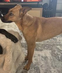 Lost Female Dog last seen Near Kroger Marketplace on Cages Bend Rd. Possibly made her way to Dutch Bros area., Gallatin, TN 37066