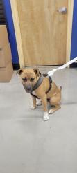 Found/Stray Male Dog last seen West Lincoln ave, Escondido, CA 92026