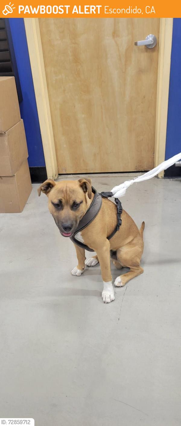 Found/Stray Male Dog last seen West Lincoln ave, Escondido, CA 92026