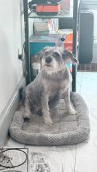 Lost Male Dog last seen Broad st, maple ave, Julius St, Hartford, CT 06106
