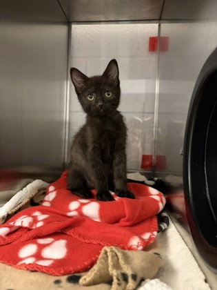 Shelter Stray Female Cat last seen Gastonia, NC 28056, Gastonia, NC 28052
