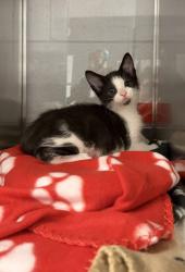 Shelter Stray Male Cat last seen Gastonia, NC 28056, Gastonia, NC 28052