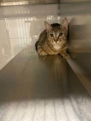 Shelter Stray Female Cat last seen Dallas, NC 28034, Gastonia, NC 28052