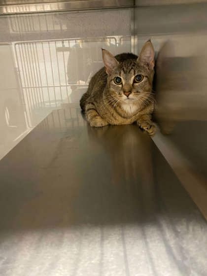 Shelter Stray Female Cat last seen Dallas, NC 28034, Gastonia, NC 28052