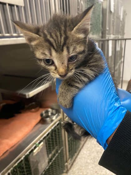 Shelter Stray Female Cat last seen Dallas, NC 28034, Gastonia, NC 28052