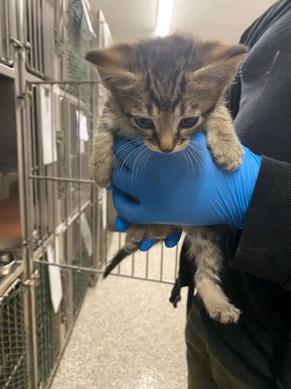 Shelter Stray Female Cat last seen Dallas, NC 28034, Gastonia, NC 28052