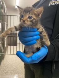Shelter Stray Male Cat last seen Dallas, NC 28034, Gastonia, NC 28052