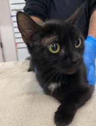 Shelter Stray Female Cat last seen Dallas, NC 28034, Gastonia, NC 28052