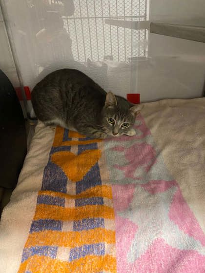 Shelter Stray Female Cat last seen Dallas, NC 28034, Gastonia, NC 28052