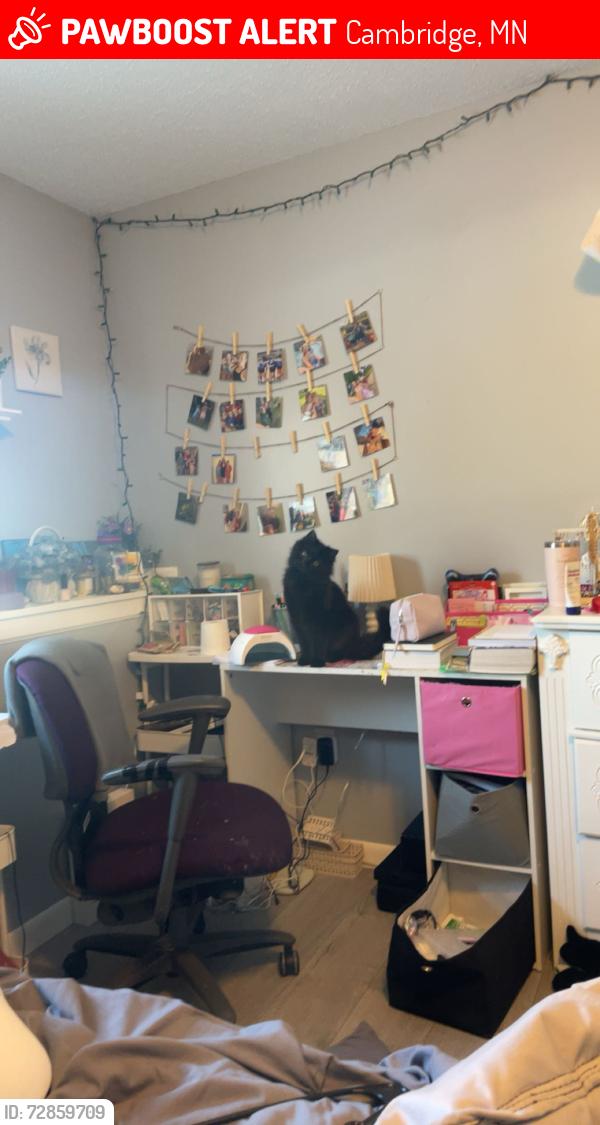 Lost Male Cat last seen Near 339th Ave nw and university ave  Cambridge mn 55008, Cambridge, MN 55008