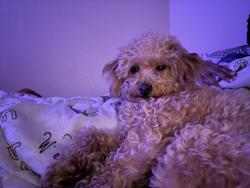 Lost Male Dog last seen Near coury rd, Everman, TX 76140