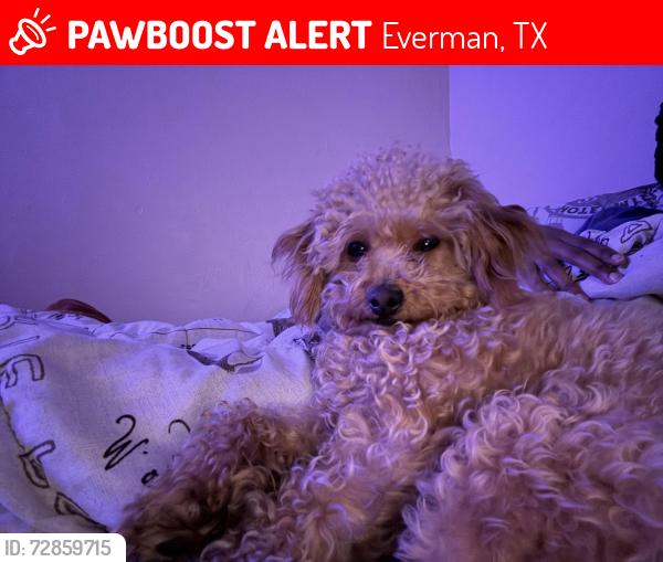 Lost Male Dog last seen Near coury rd, Everman, TX 76140