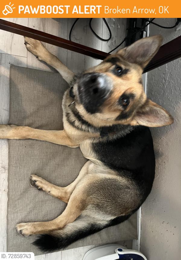Found/Stray Male Dog last seen 250th and kenosh, Broken Arrow, OK 74014
