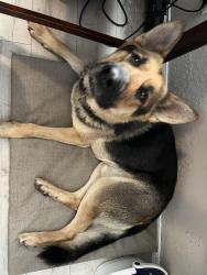 Found/Stray Male Dog last seen 250th and kenosh, Broken Arrow, OK 74014