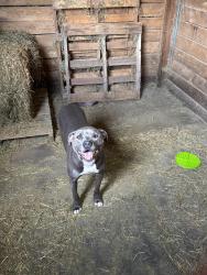 Found/Stray Female Dog last seen Harrisburg Georgeville Rd, Pleasant Township, OH 43123