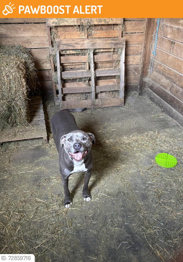 Found/Stray Female Dog last seen Harrisburg Georgeville Rd, Pleasant Township, OH 43123
