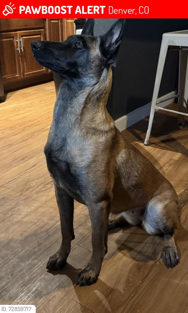 Lost Female Dog last seen South Tejon Street & West Alameda Avenue, Denver, CO 80219