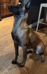 Lost Female Dog last seen South Tejon Street & West Alameda Avenue, Denver, CO 80219