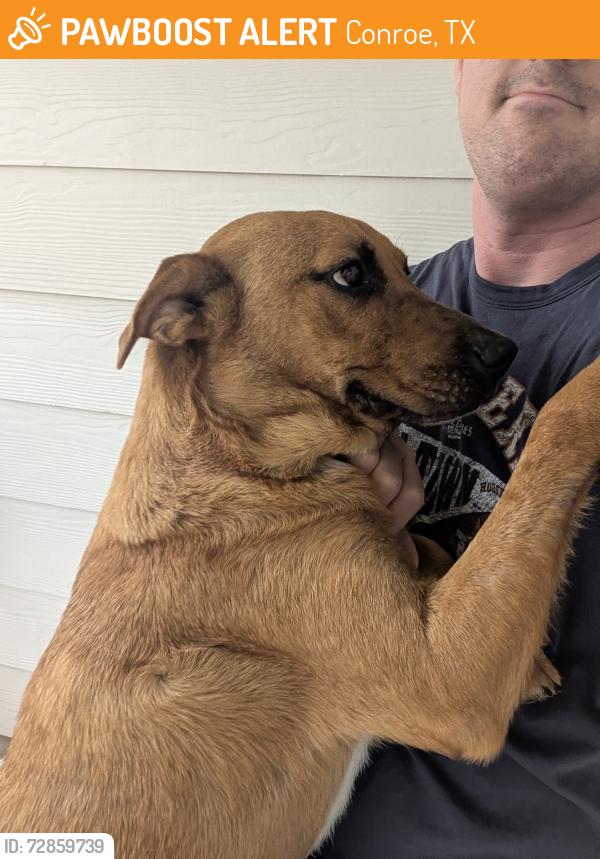 Found/Stray Male Dog last seen Silverthorne neighborhood, Conroe, TX 77303