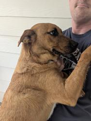 Found/Stray Male Dog last seen Silverthorne neighborhood, Conroe, TX 77303