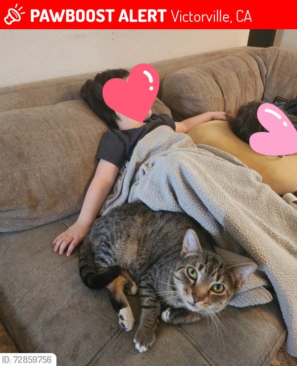 Lost Male Cat last seen Galaxy street and northstar , Victorville, CA 92392