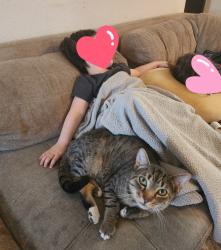 Lost Male Cat last seen Galaxy street and northstar , Victorville, CA 92392