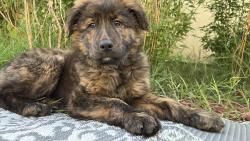 Lost Male Dog last seen Vail ave & Cherokee, Stockton, CA 95205