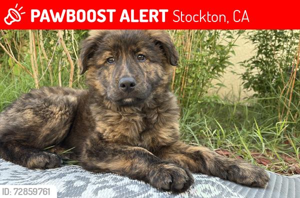 Lost Male Dog last seen Vail ave & Cherokee, Stockton, CA 95205