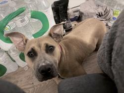 Lost Female Dog last seen Blanchard st, Breaux Bridge, LA 70517