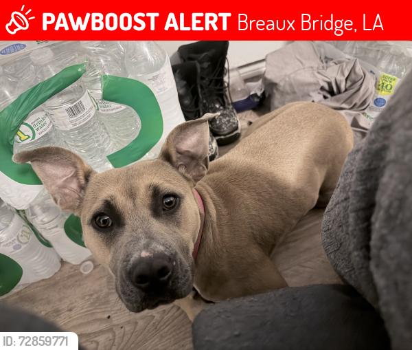 Lost Female Dog last seen Blanchard st, Breaux Bridge, LA 70517