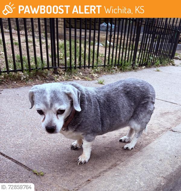 Found/Stray Female Dog last seen Boston & Wichita St, Wichita, KS 67213