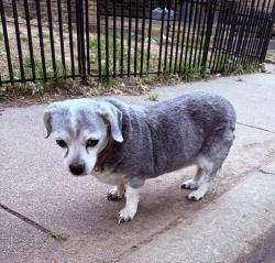 Found/Stray Female Dog last seen Boston & Wichita St, Wichita, KS 67213