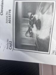Lost Female Cat last seen Pinnacle Academy , Shelby, NC 28152