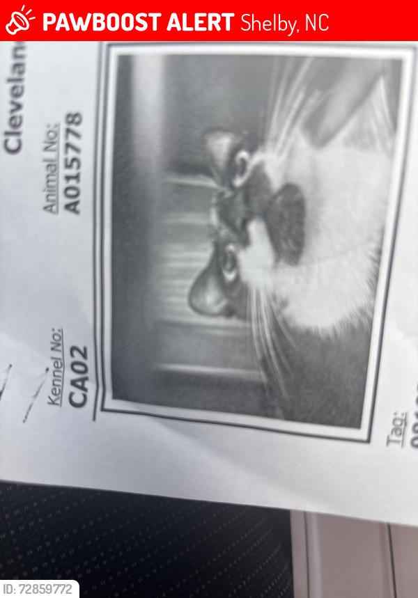 Lost Female Cat last seen Pinnacle Academy , Shelby, NC 28152