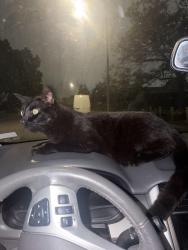 Found/Stray Female Cat last seen Wake forest & Rutgers , Costa Mesa, CA 92626