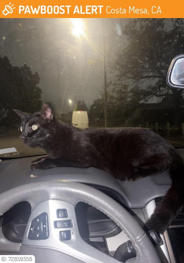 Found/Stray Female Cat last seen Wake forest & Rutgers , Costa Mesa, CA 92626