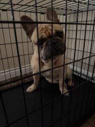 Found/Stray Male Dog last seen Boudreaux, Tomball, TX 77375